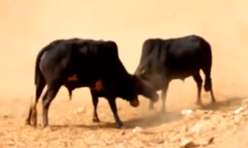 Bull fight at Nuwakot